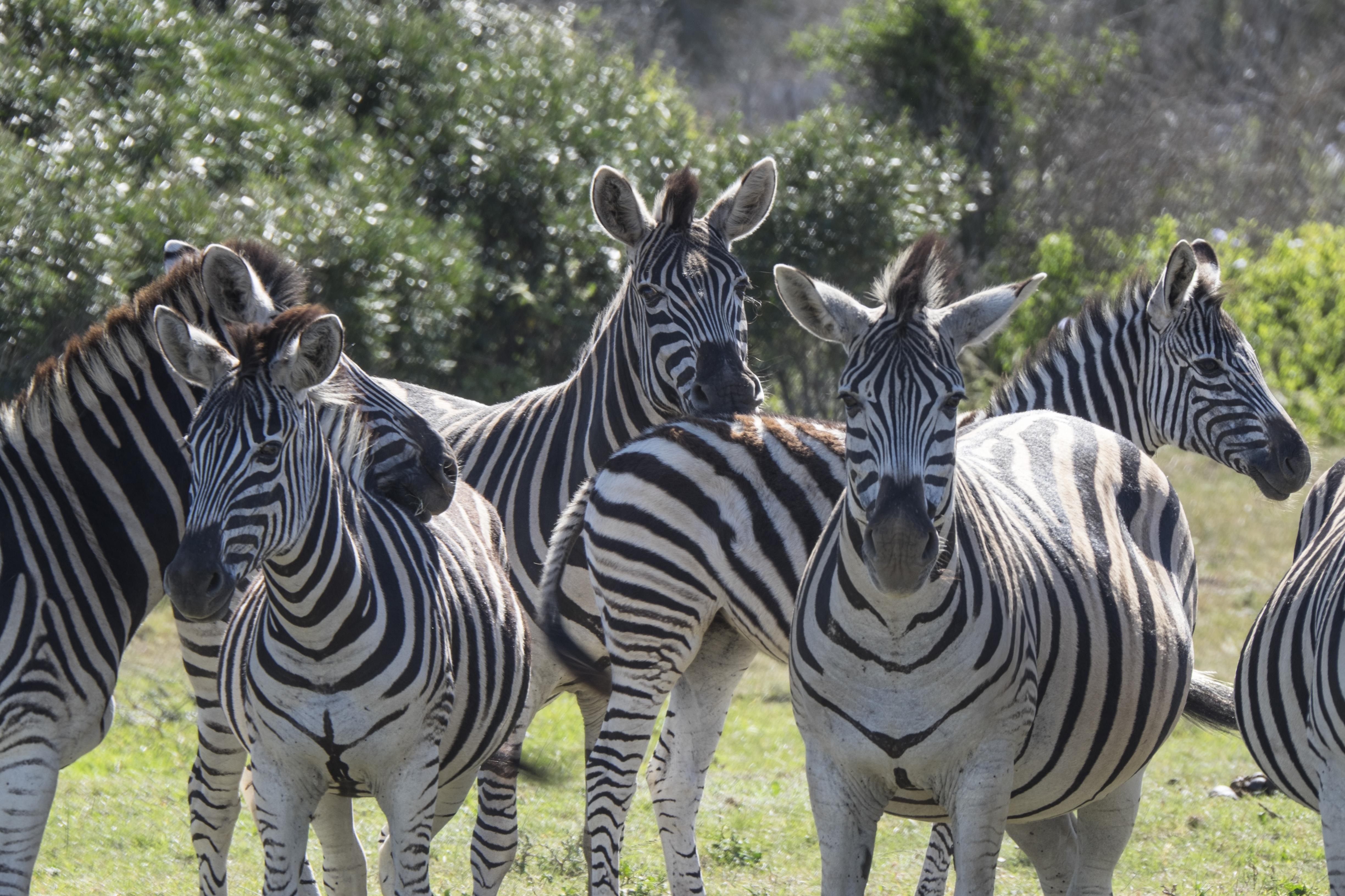 Sibuya Game Reserve And Lodge Kenton on Sea Exterior photo