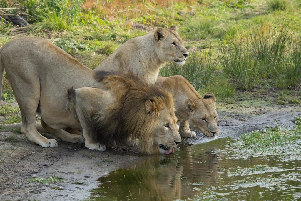 Sibuya Game Reserve And Lodge Kenton on Sea Exterior photo